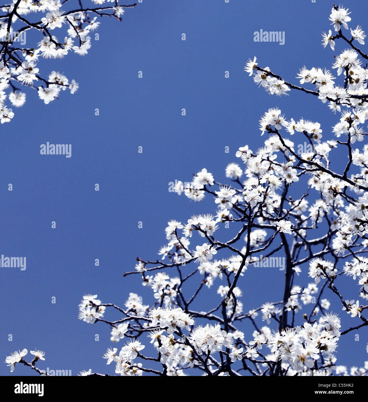 Blühender Frühling Baum Zweige mit weißen Blumen auf blauem Himmel, abstrakte Grenze Natur Hintergrund Stockfoto