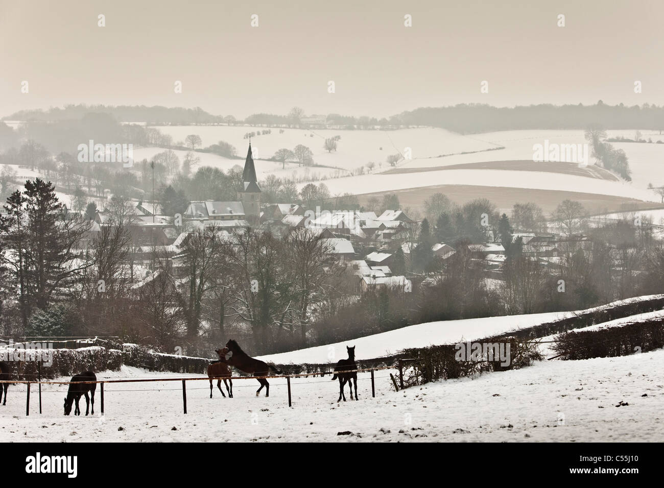 Die Niederlande, Noorbeek, Aussicht auf Dorf im Winter Schnee. Pferde. Stockfoto