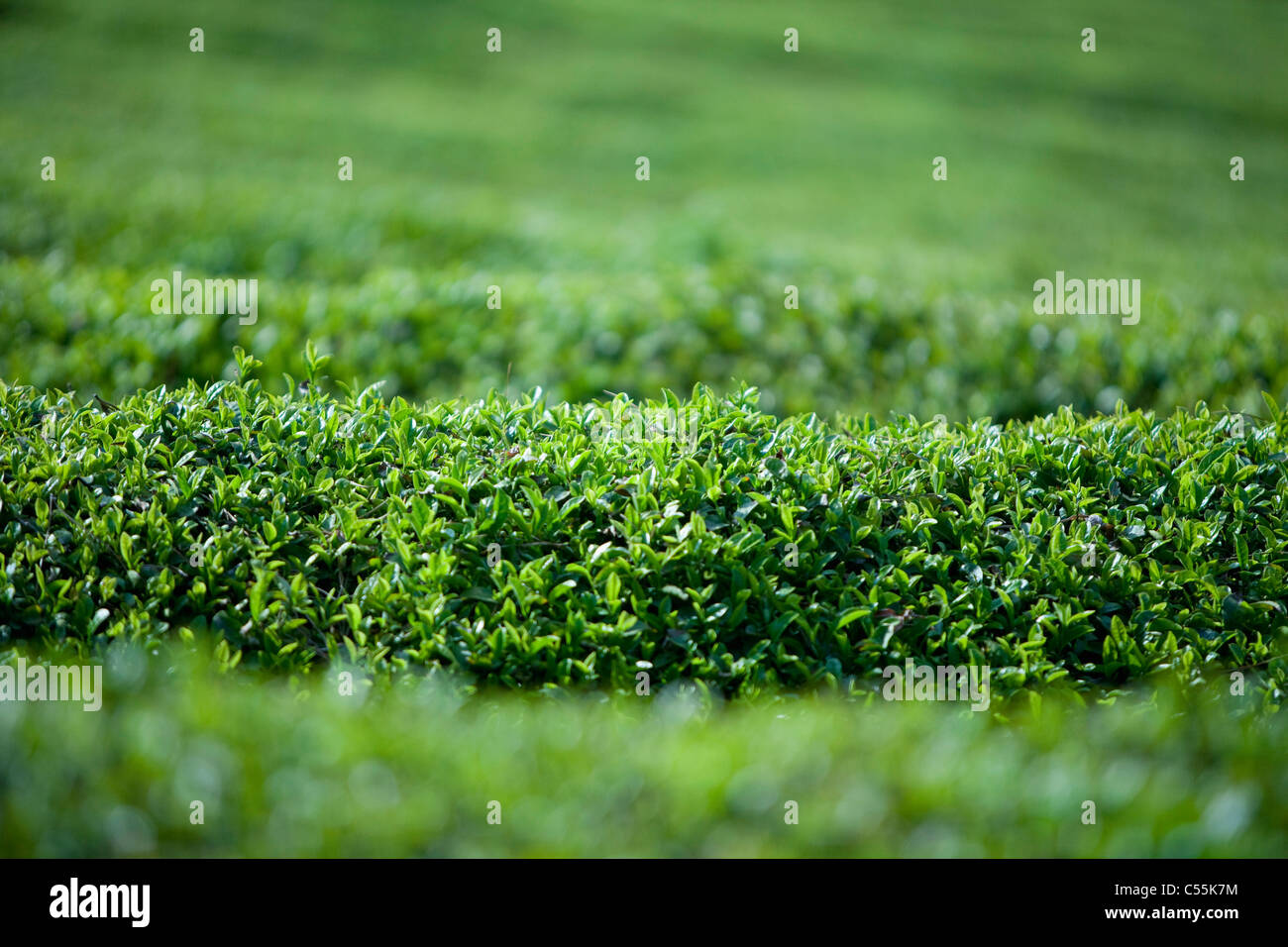 jungen grünen Teeblätter Stockfoto