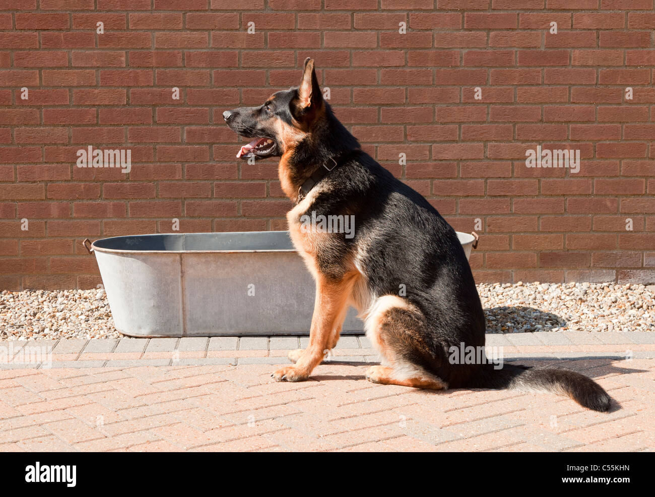 Ein junger Deutscher Schäferhund zehn Monate alt, sitzt auf einem Hof mit einem alten Zinnbad Stockfoto