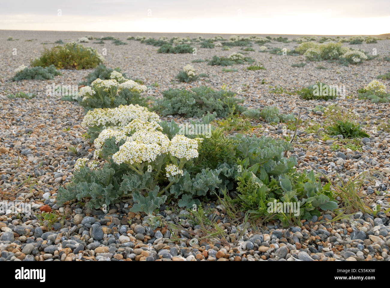 Weiße Blüten in der Meerkohl, wachsen auf Newhaven Strand, Sussex, UK. Stockfoto