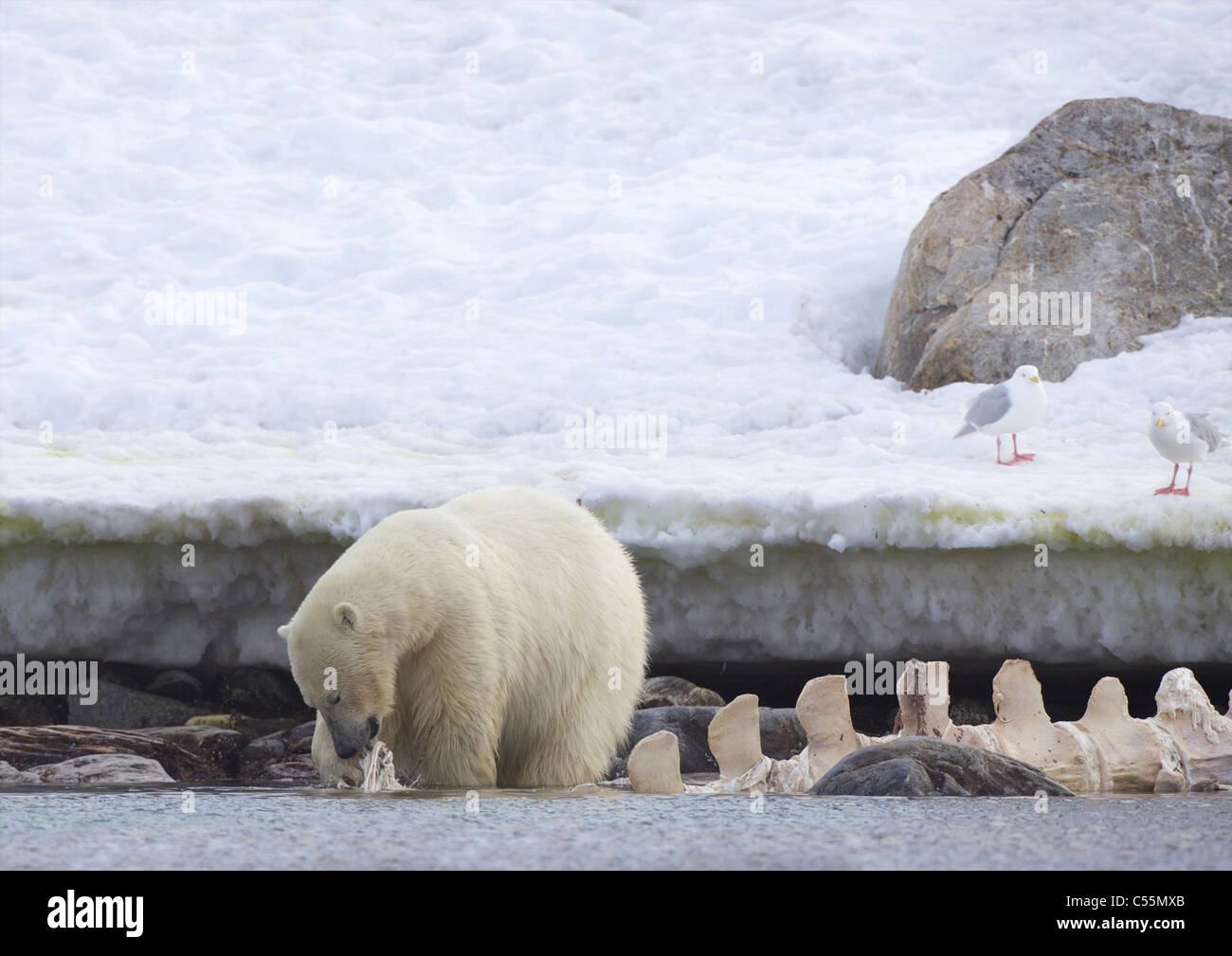Weiblicher Eisbär (Ursus Maritimus) ernähren sich von einem Wal Kadaver, Spitzbergen, Svalbard-Inseln, Norwegen Stockfoto