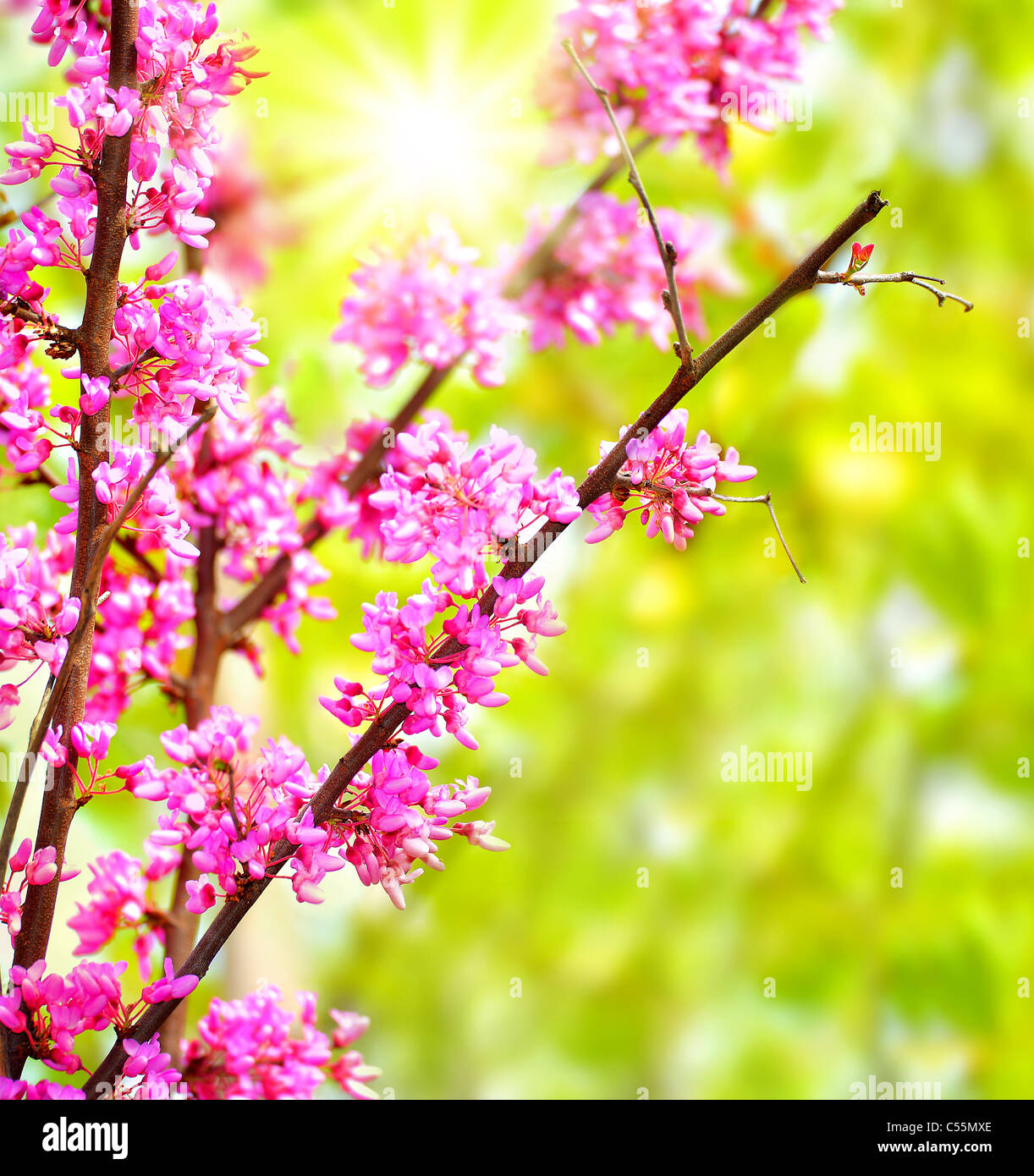 Frische Rosa blühenden Blumen im Frühling Leben in der Natur-Baum Stockfoto