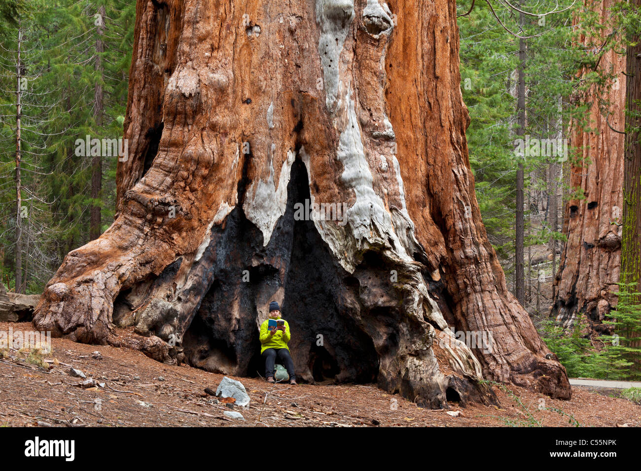 Reisefuhrer ruhenden Lesung gegen einen gigantischen Sequoia Baum Mariposa Grove Yosemite Nationalpark Kalifornien USA Stockfoto
