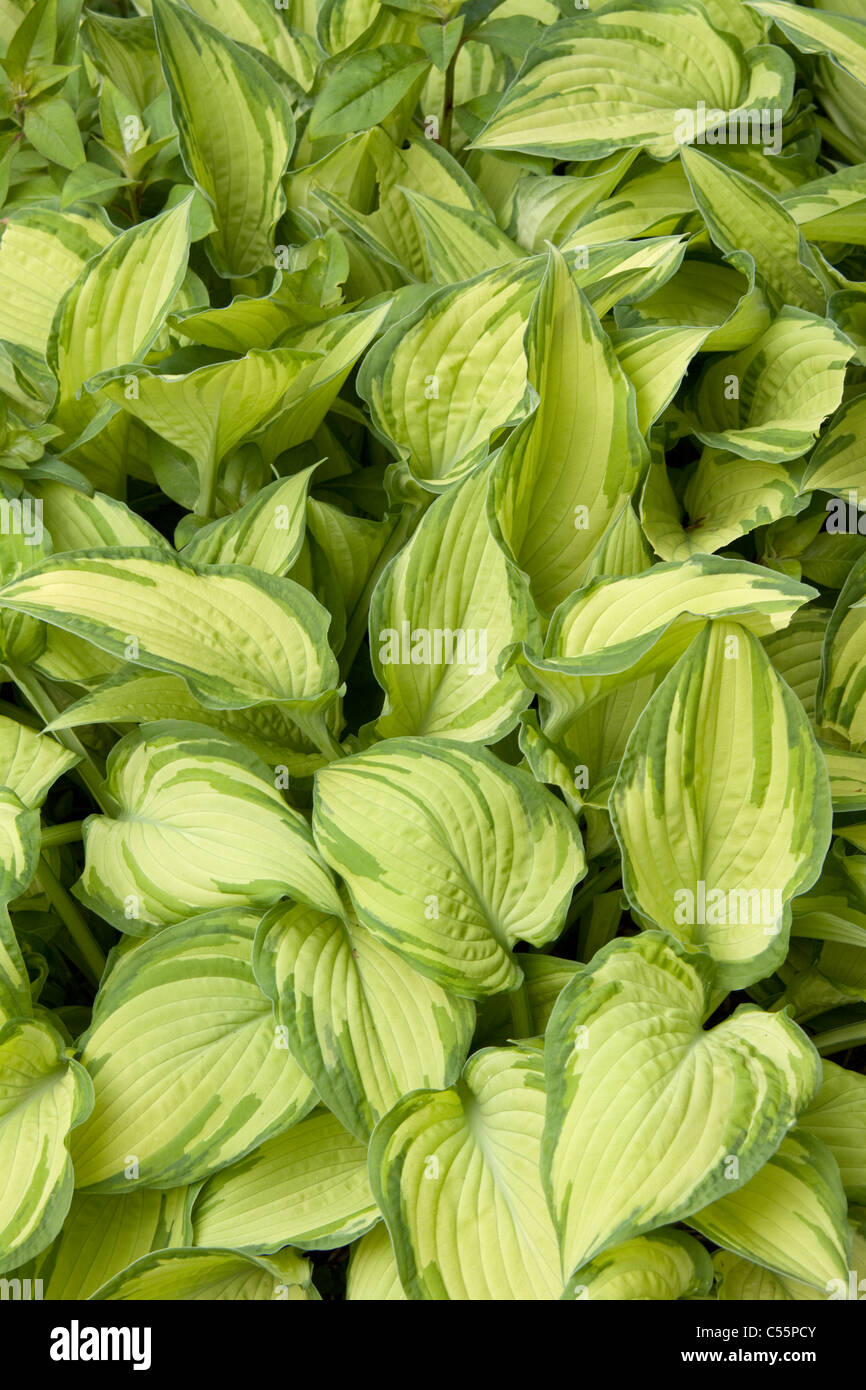 Hosta Fortunei Var albopicta Stockfoto
