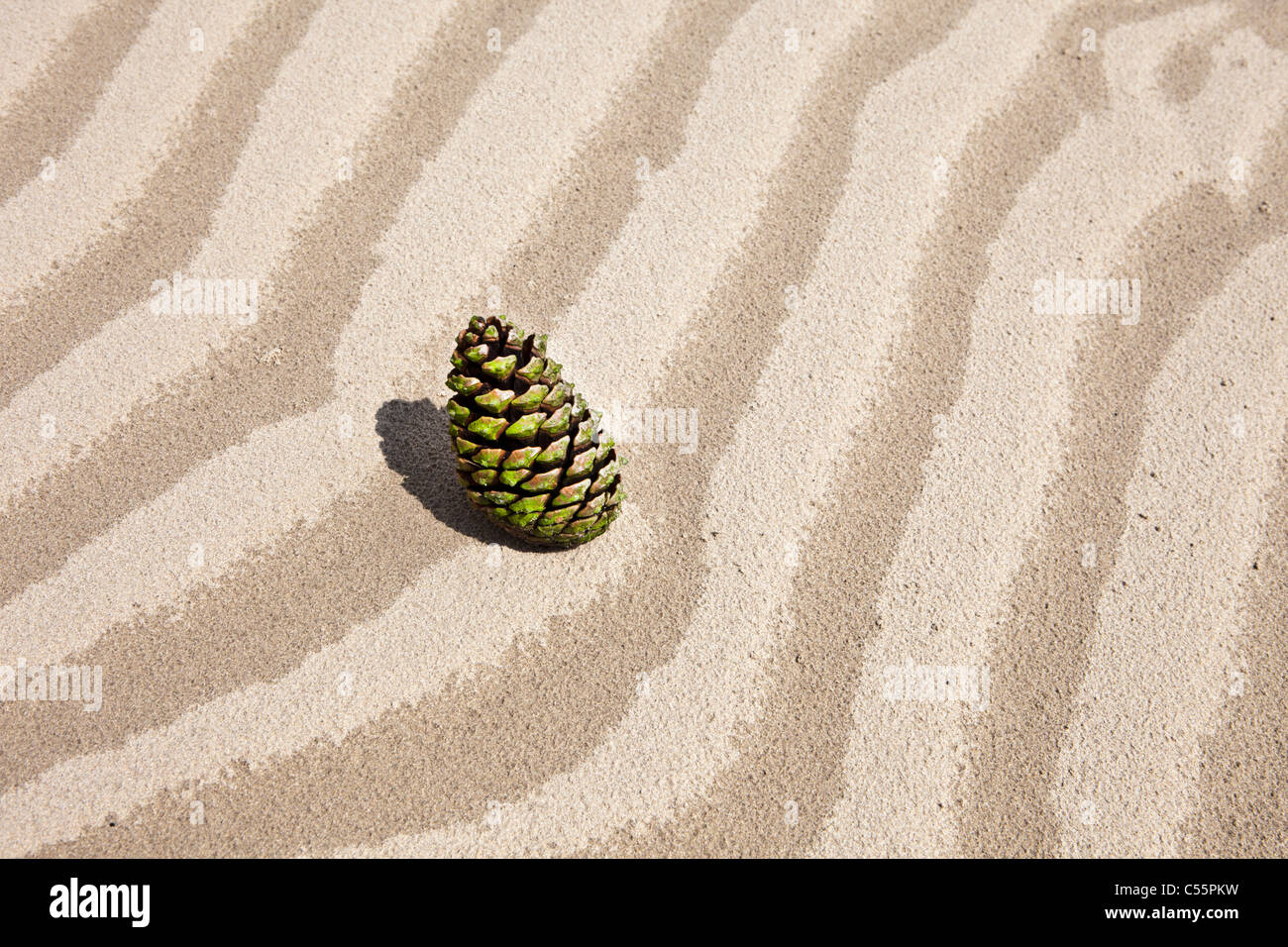 Den Niederlanden, Loon Op Zand, Nationalpark De Loonse En Drunense Duinen. Tanne Kegel im Sand. Stockfoto