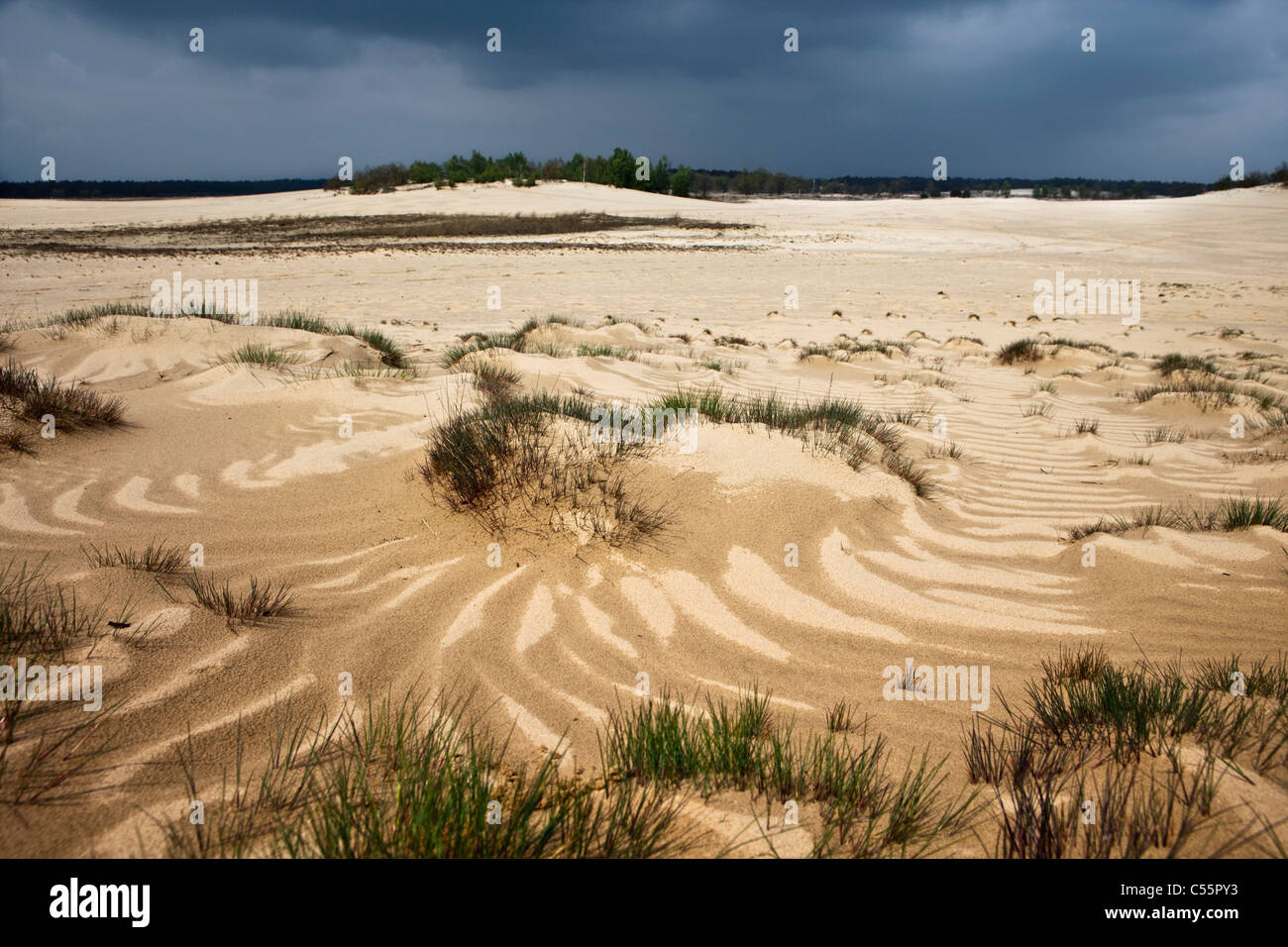 Den Niederlanden, Loon Op Zand, Nationalpark De Loonse En Drunense Duinen. Sand-Landschaft. Stockfoto