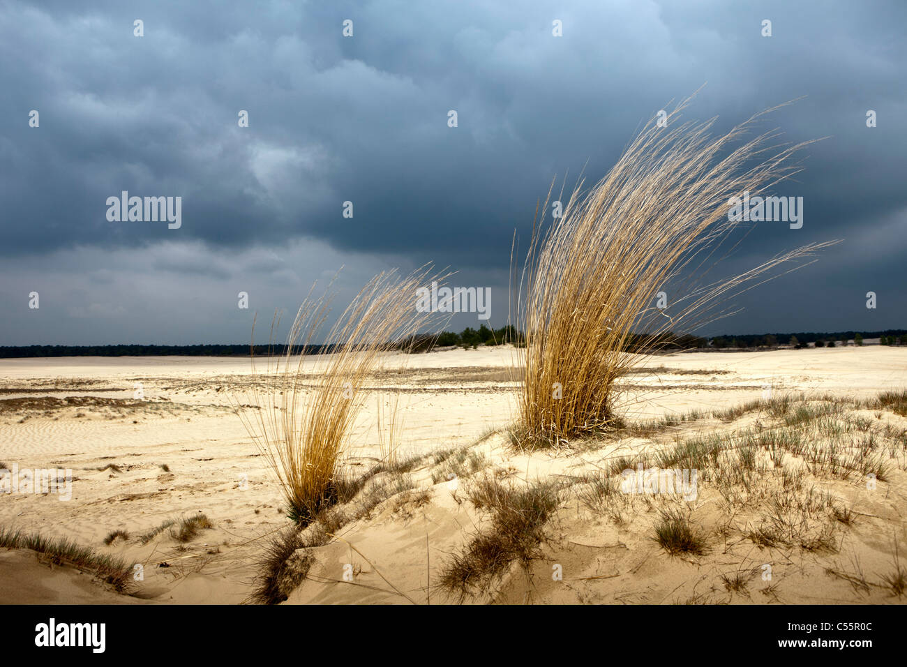 Den Niederlanden, Loon Op Zand, Nationalpark De Loonse En Drunense Duinen. Sand-Landschaft und langen Rasen. Stockfoto