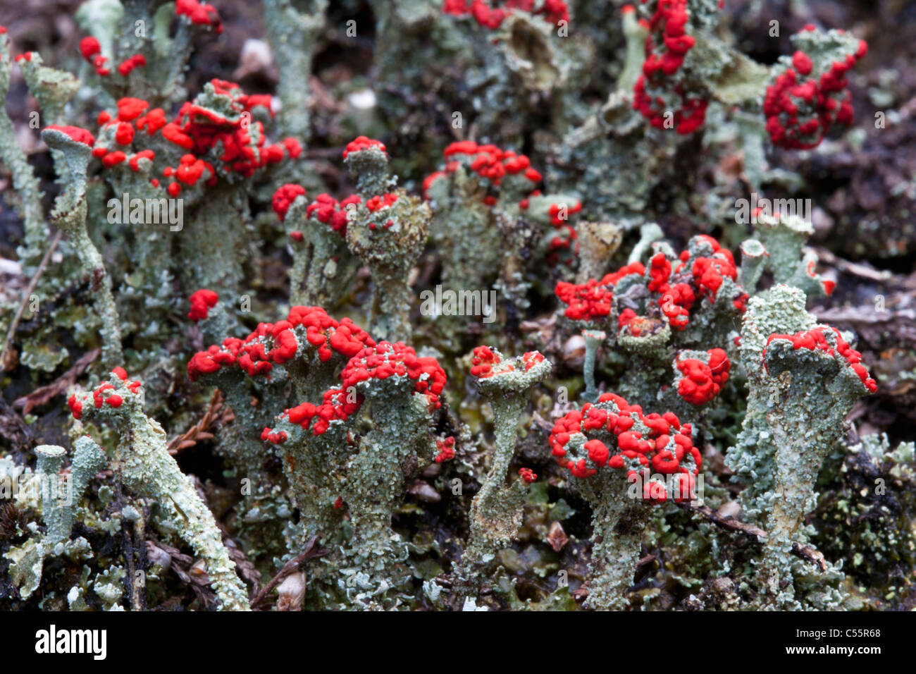 Den Niederlanden, Loon Op Zand, Nationalpark De Loonse En Drunense Duinen. Typische Pflanzen. Stockfoto