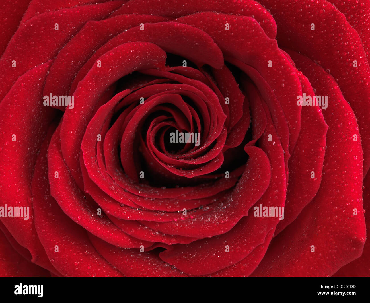 Nahaufnahme Foto von einer schönen roten Rose mit Wassertropfen auf ihre Blütenblätter Stockfoto