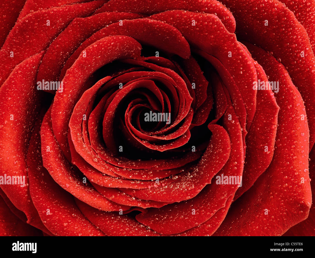 Nahaufnahme Foto von einer schönen roten Rose mit Wassertropfen auf ihre Blütenblätter Stockfoto