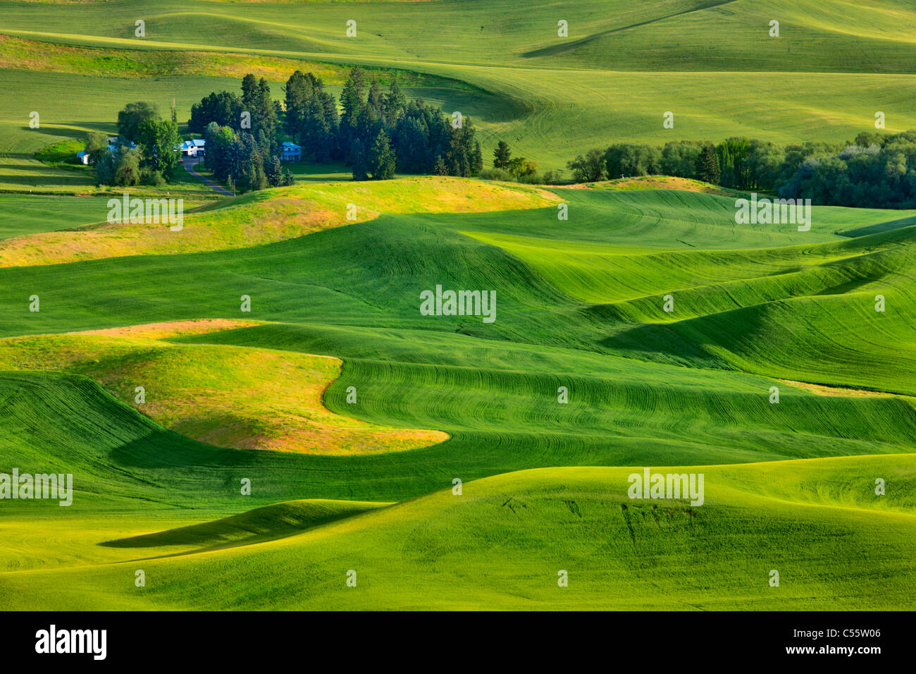 Vogelperspektive Blick auf grünen Wiesen, Steptoe Butte, Palouse, Washington State, USA Stockfoto