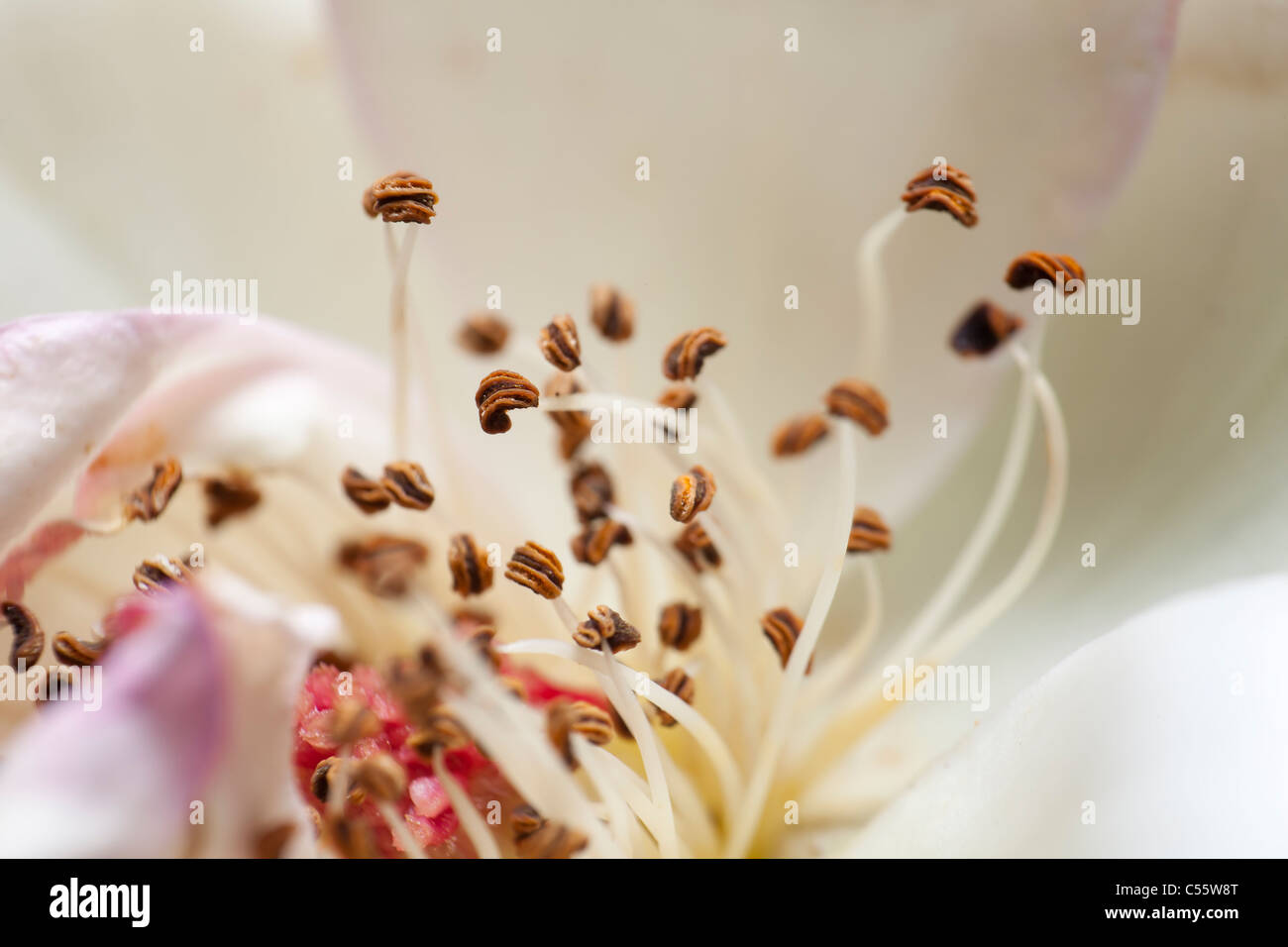 Extreme Makro Stockfoto