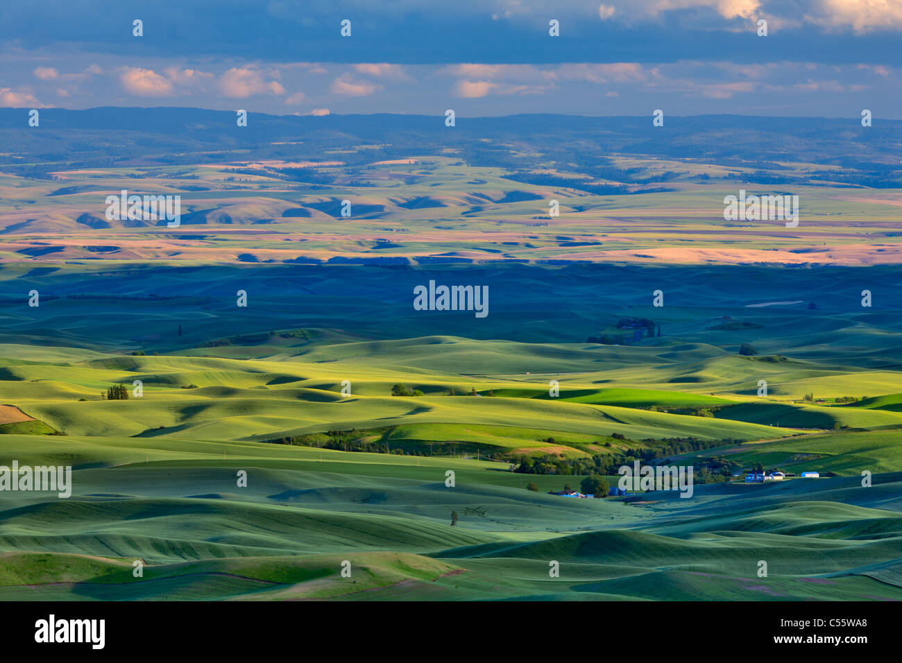 Vogelperspektive Blick auf grünen Wiesen, Palouse, Washington State, USA Stockfoto