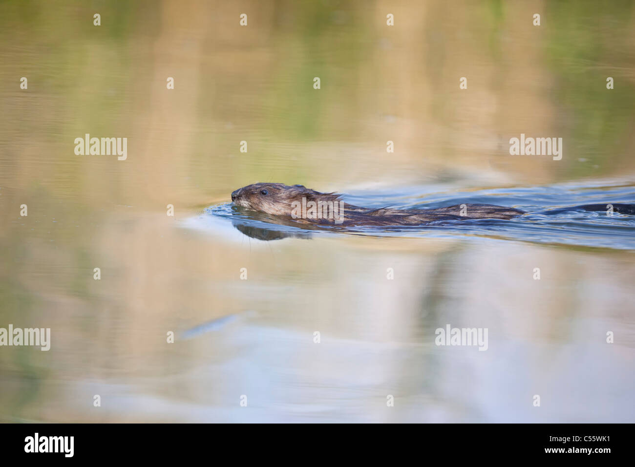 Den Niederlanden, Werkendam, De Biesbosch Nationalpark. Bisamratte Ondatra Zibethicus, schwimmen. Stockfoto