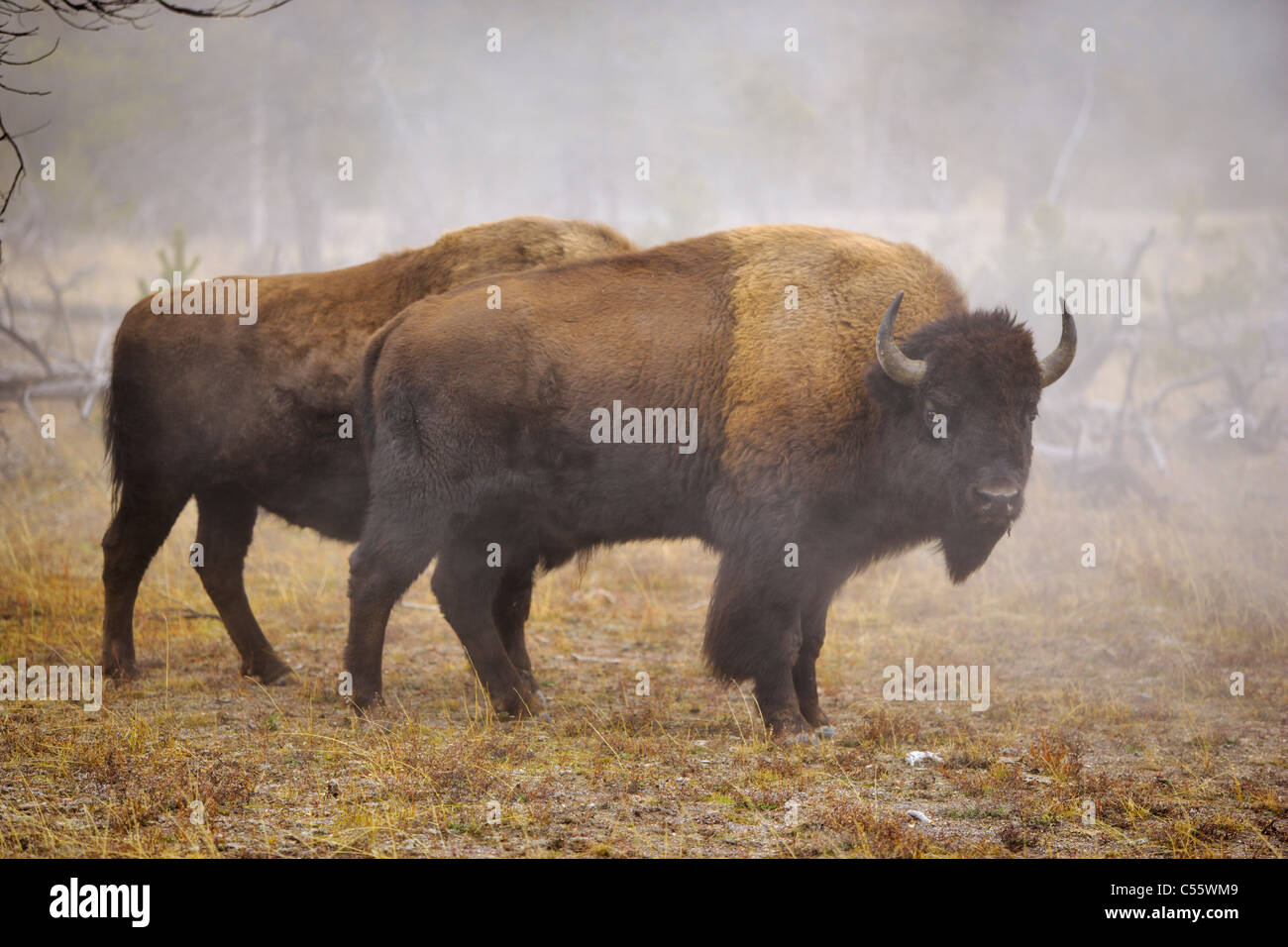 Zwei amerikanische Bisons (Bison Bison) stehen in einem Feld, Yellowstone-Nationalpark, Wyoming, USA Stockfoto