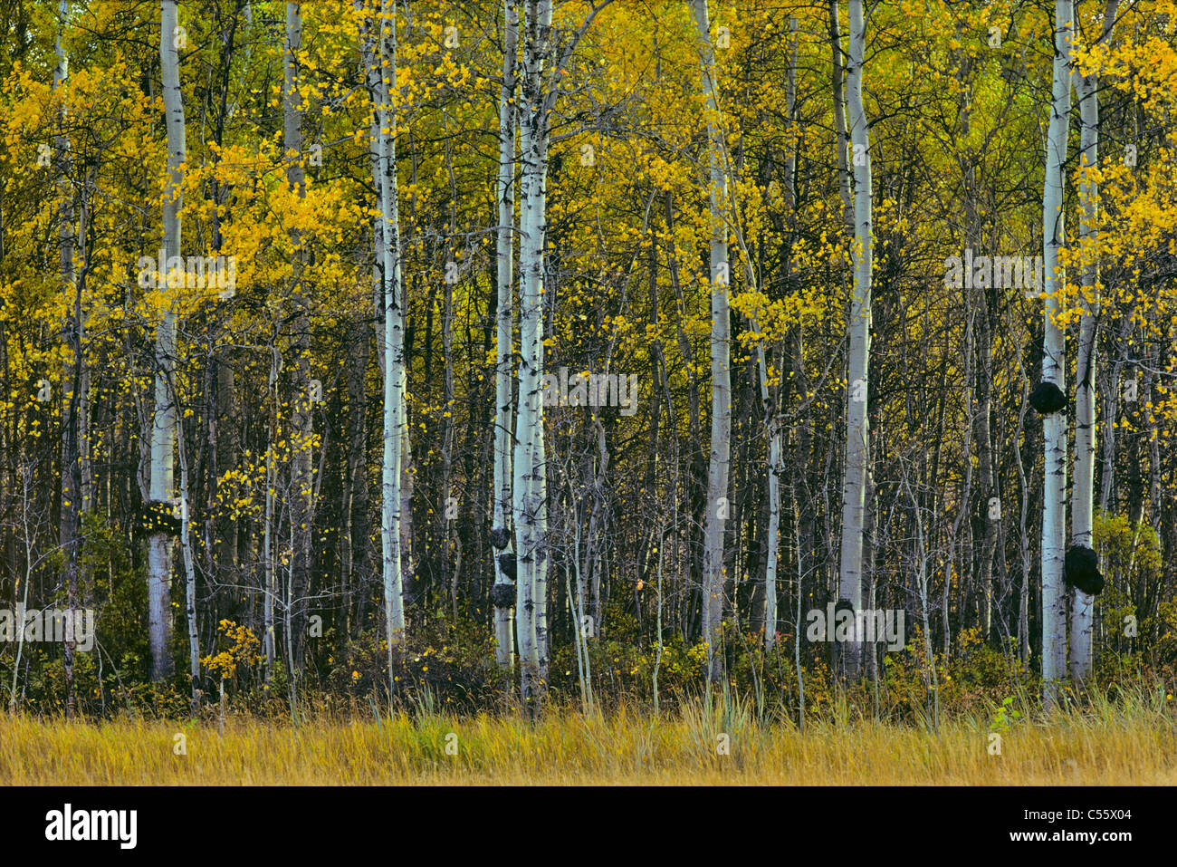 Silber Birken (Betula Pendel) in einem Wald, Alberta, Kanada Stockfoto