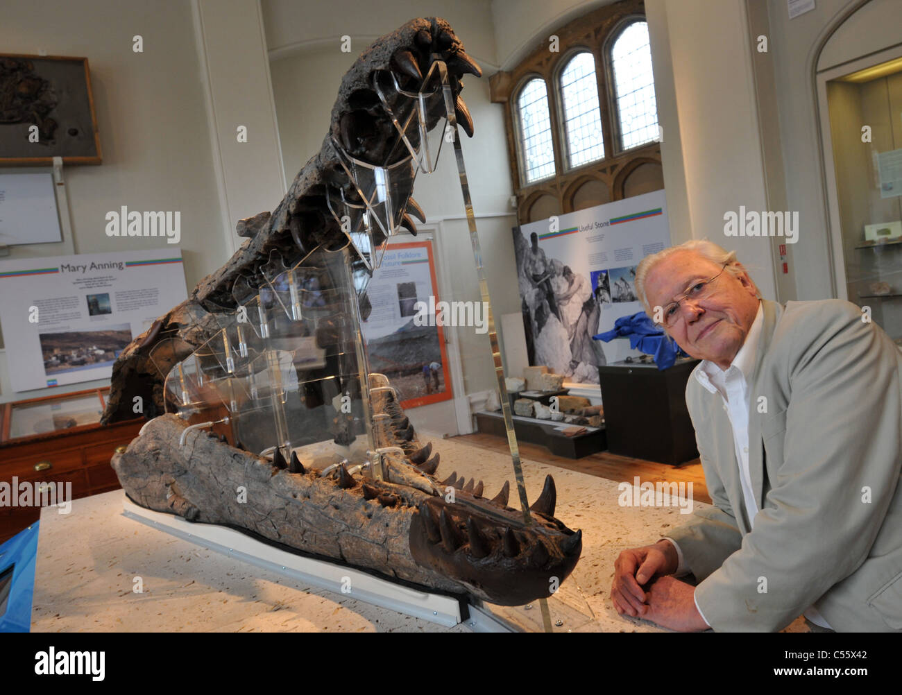 uk-dorset-sir-david-attenborough-enth-llt-ein-150-millionen-jahre