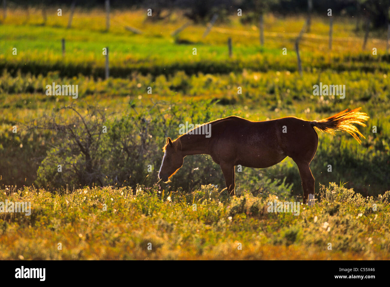 Pferde grasen auf ein Feld, Alberta, Kanada Stockfoto