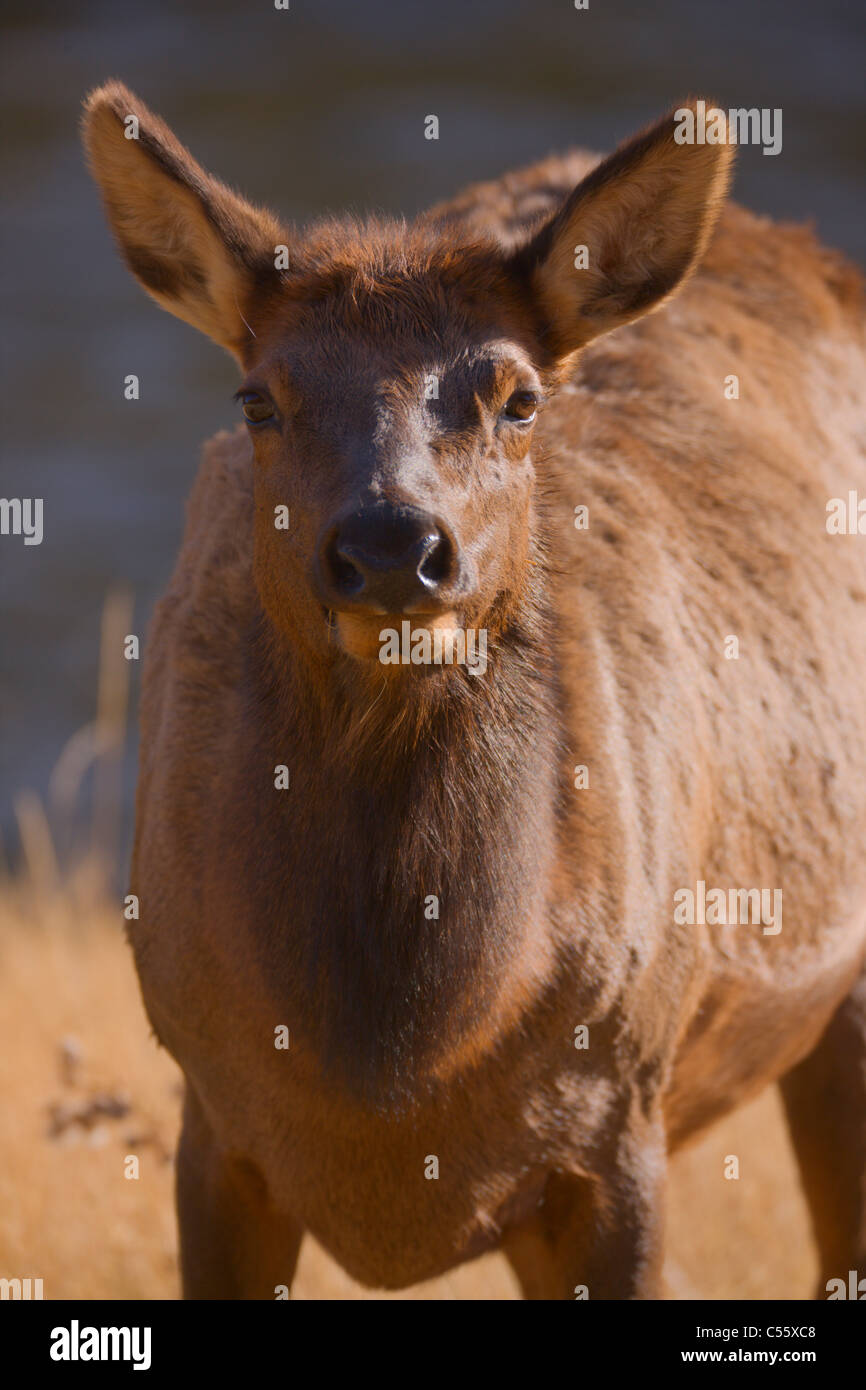 Nahaufnahme von einem Elch (Cervus Canadensis), Yellowstone-Nationalpark, Wyoming, USA Stockfoto