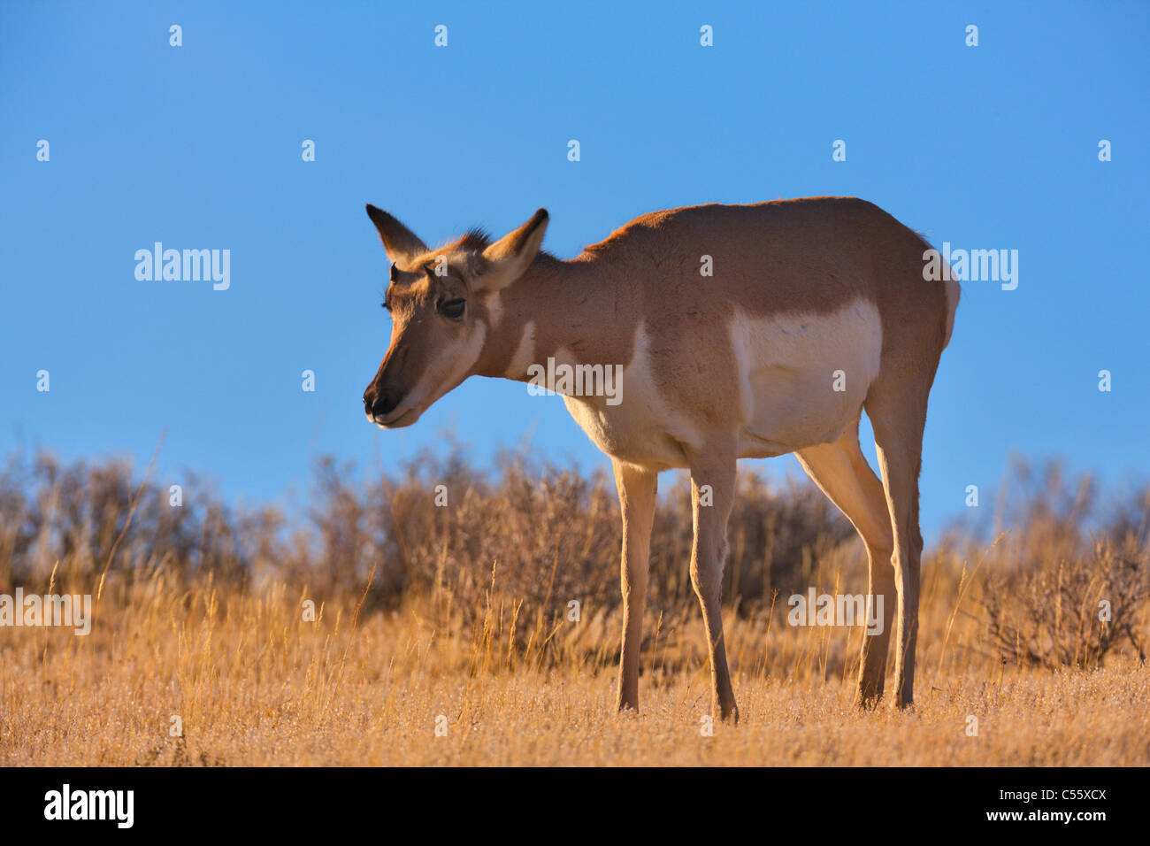 Gabelbock (Antilocapra Americana) stehen in einem Feld, Yellowstone-Nationalpark, Wyoming, USA Stockfoto