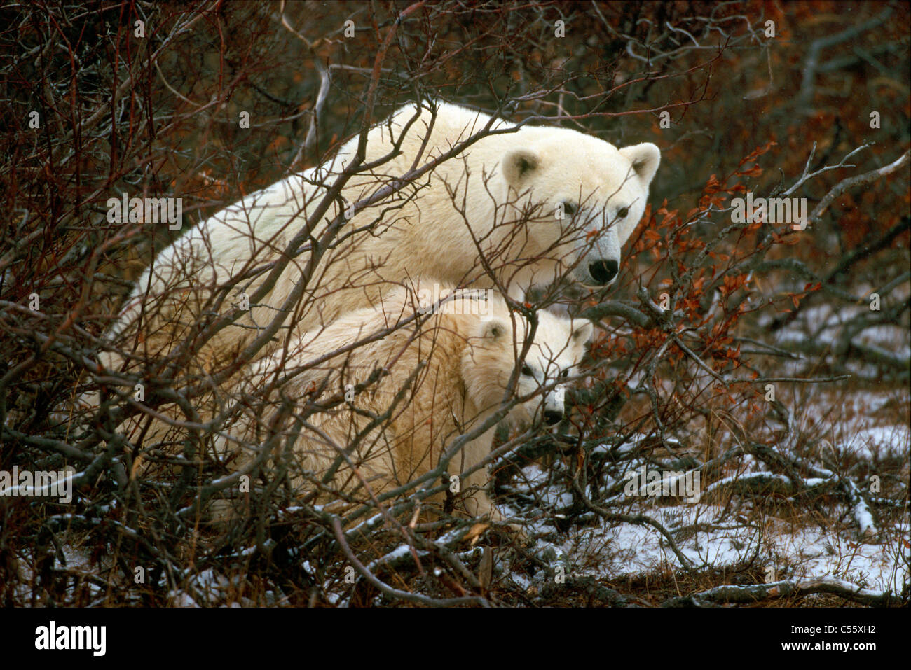 Eisbär (Ursus Maritimus) mit ihren jungen in einem Wald, Churchill, Hudson Bay, Manitoba, Kanada Stockfoto