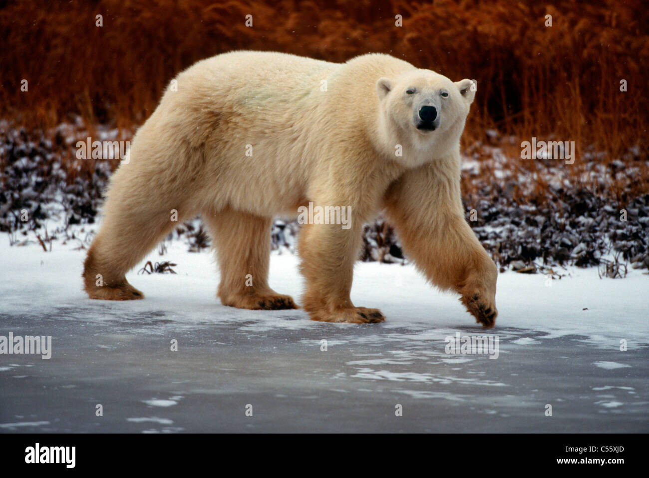 Eisbär (Ursus Maritimus) Wandern im Schnee, Churchill, Hudson Bay, Manitoba, Kanada Stockfoto