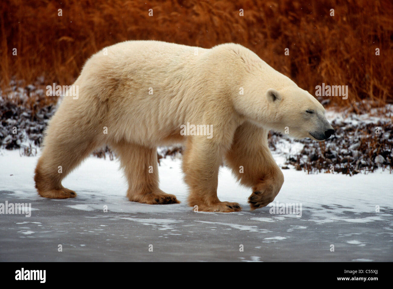 Eisbär (Ursus Maritimus) Wandern im Schnee, Churchill, Hudson Bay, Manitoba, Kanada Stockfoto