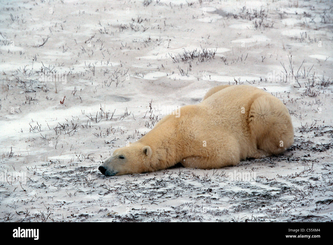 Eisbär (Ursus Maritimus) liegen im Schnee, Churchill, Hudson Bay, Manitoba, Kanada Stockfoto