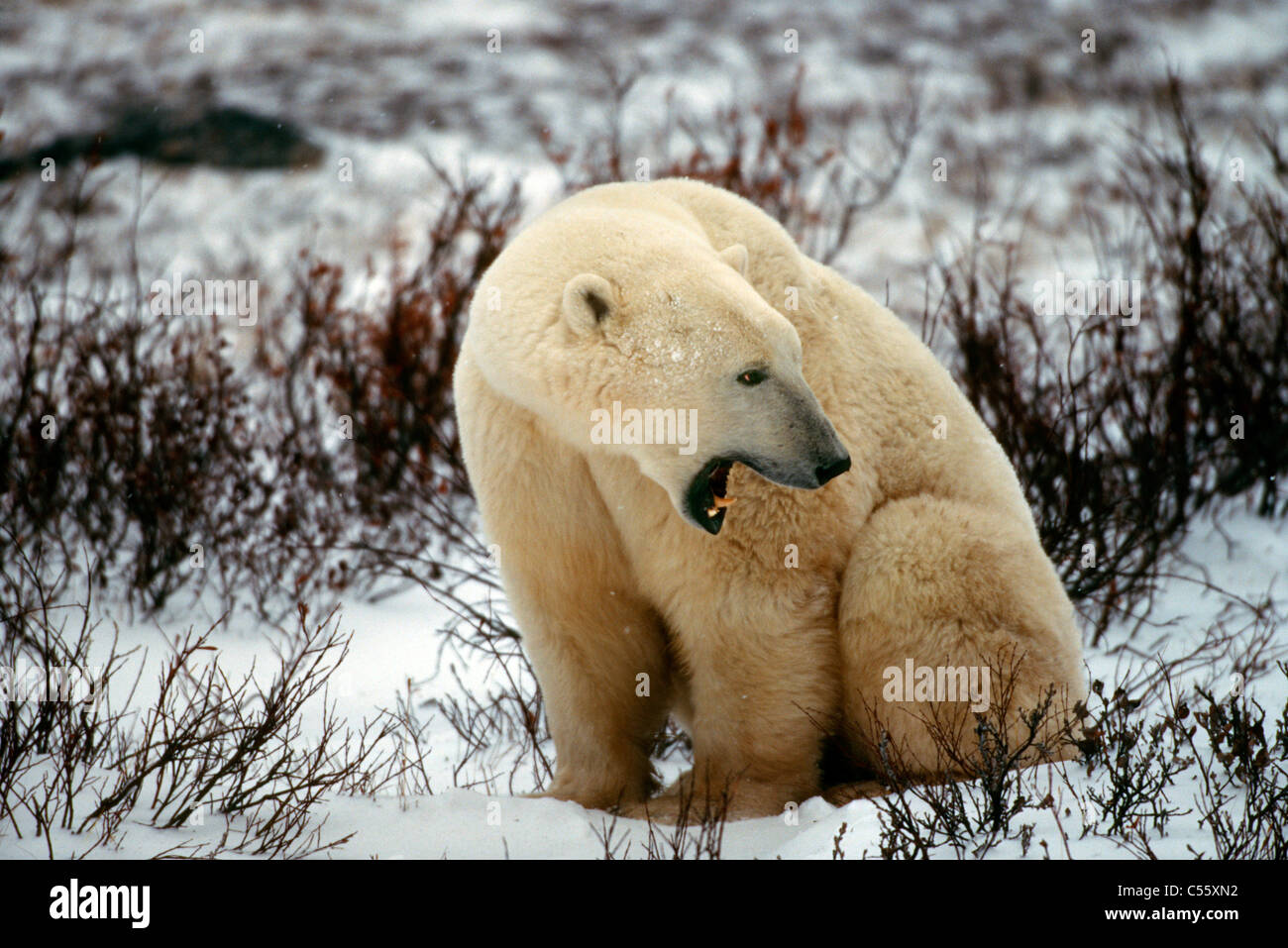 Eisbär (Ursus Maritimus) aufrufen, Churchill, Hudson Bay, Manitoba, Kanada Stockfoto