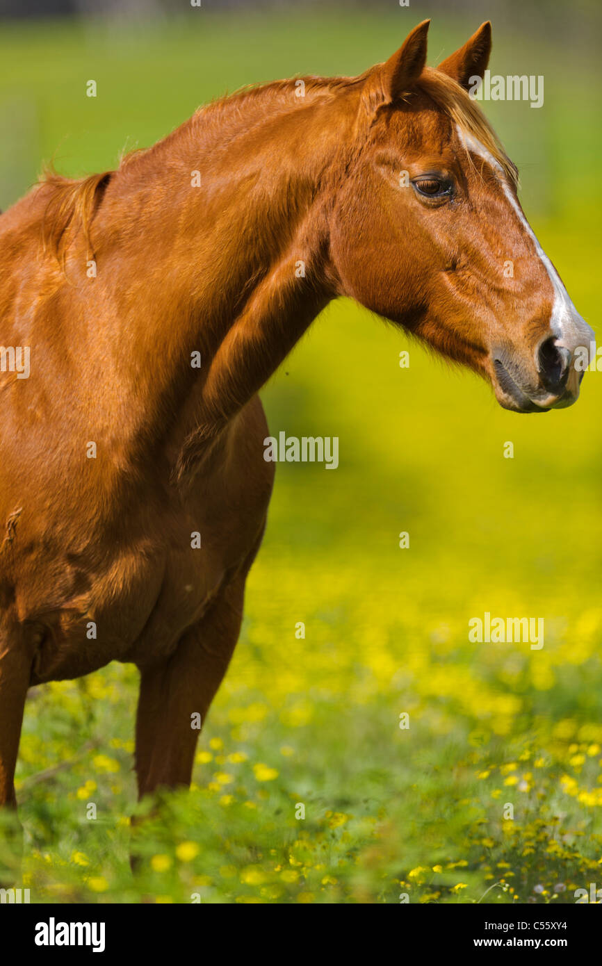 Pferd steht in einem Feld, Maui, Hawaii, USA Stockfoto