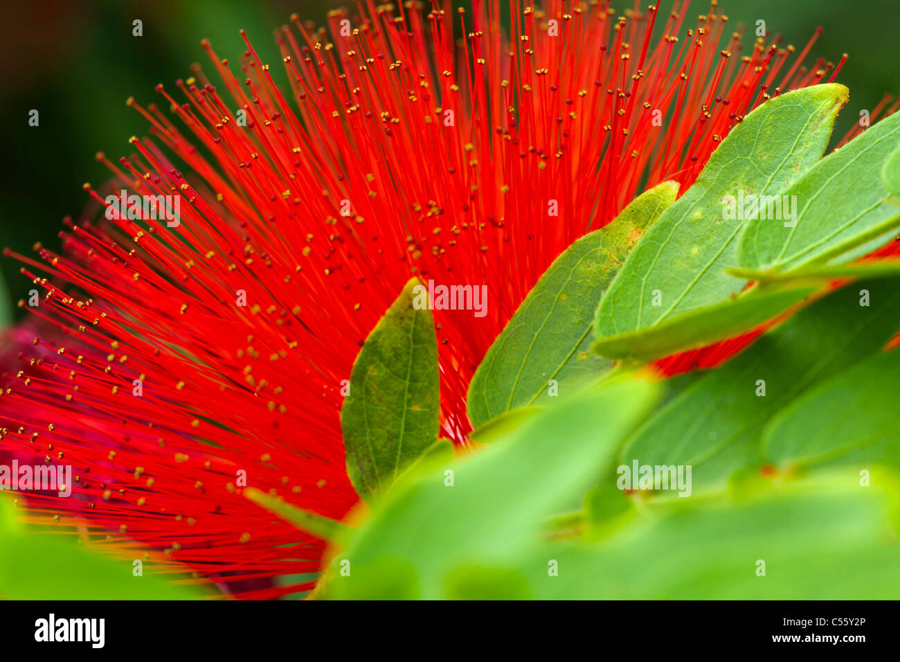 Nahaufnahme einer Ohia Lehua (Metrosideros Polymorpha) Blume Stockfoto