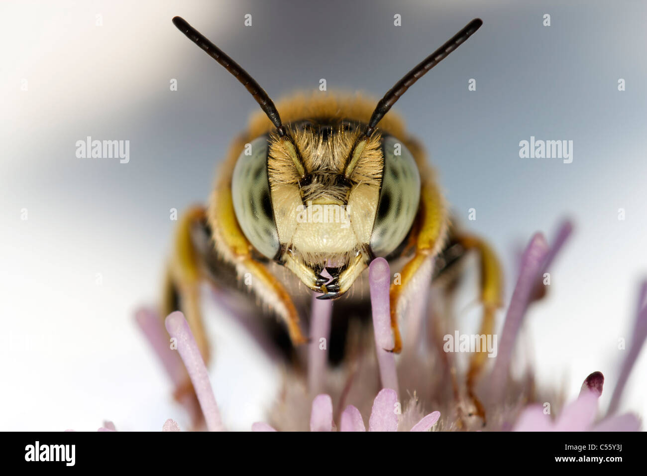 Extreme Makro Stockfoto