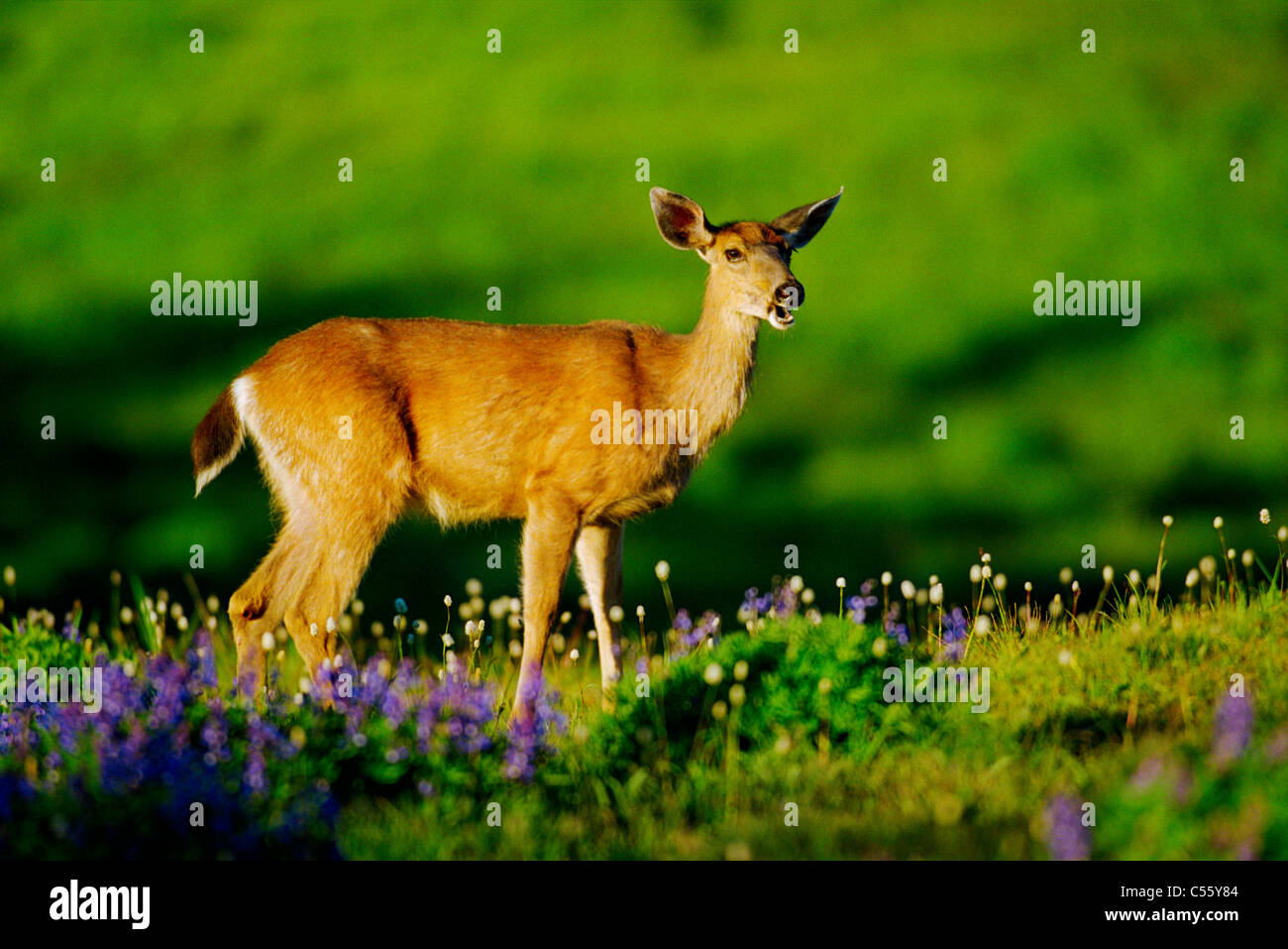 Maultierhirsch (Odocoileus Hemionus) stehen in einem Feld, Olympic Nationalpark, Washington State, USA Stockfoto