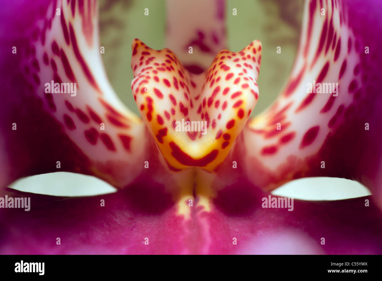 im Inneren eine Orchidee Stockfoto