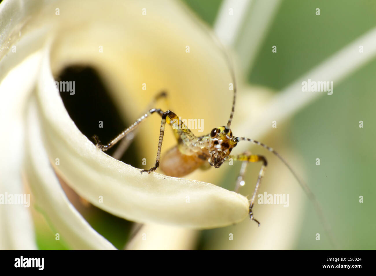Extreme Makro Stockfoto