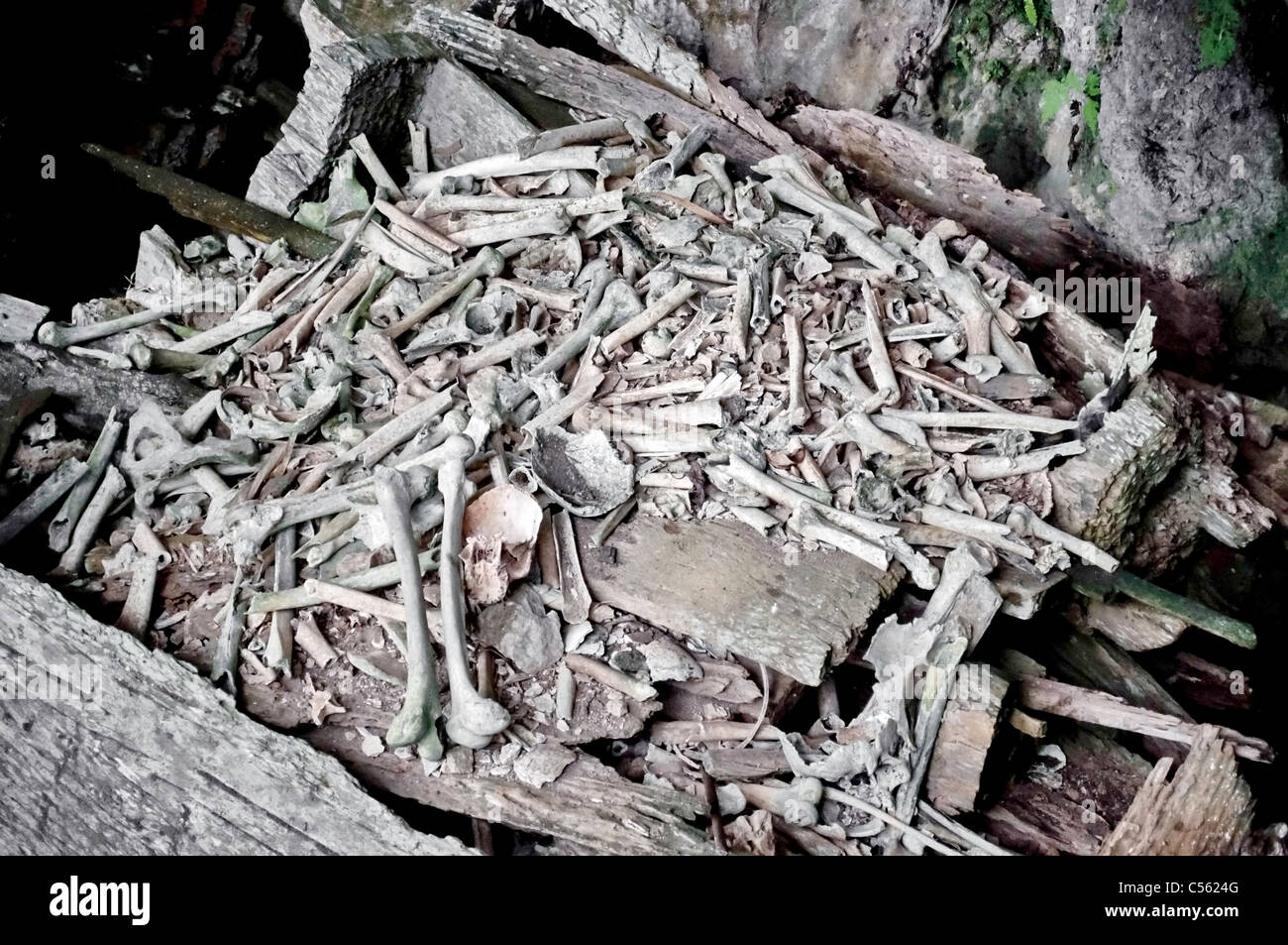 Hölzernen Sarg mit Knochen in Tana Toraja Friedhof, Sulawesi gebrochen Stockfoto