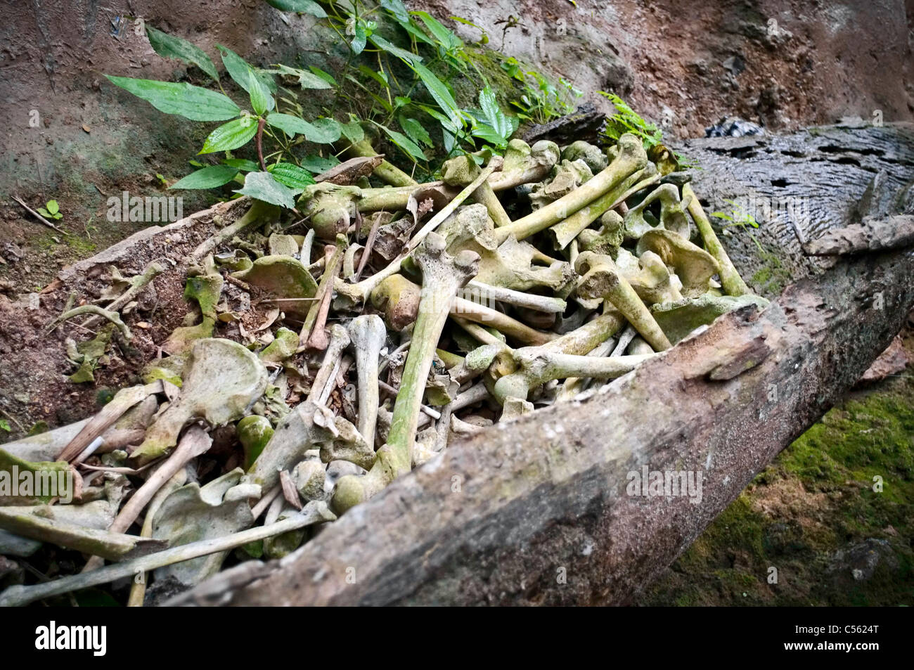 Holzsarg mit Knochen in Tana Toraja Friedhof Stockfoto