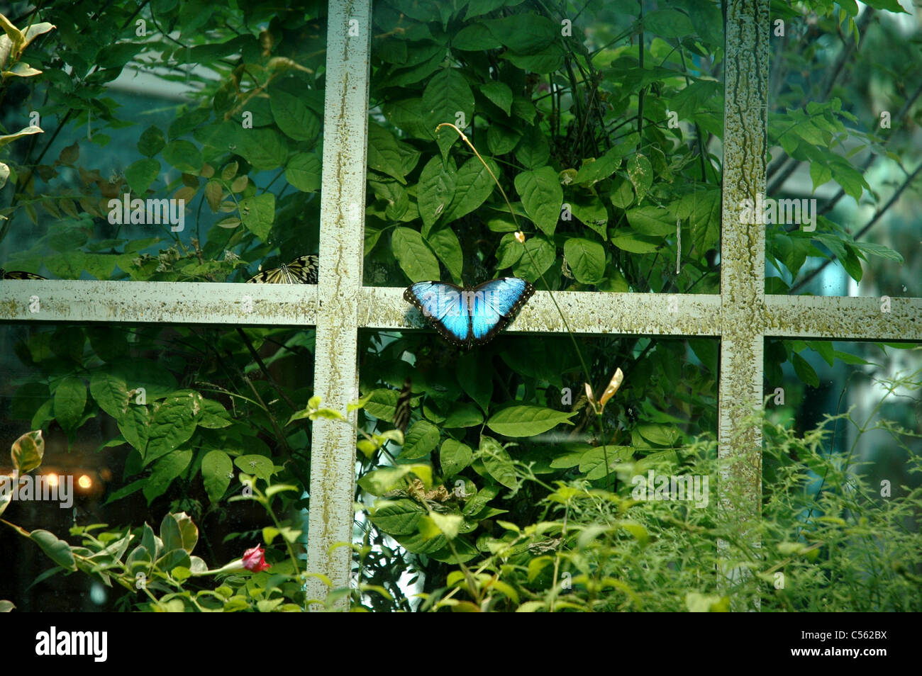 Ein Schmetterling landet auf dem Fenster ein Schmetterlingshaus im Bellagio Conservatory und botanischen Gärten. Stockfoto