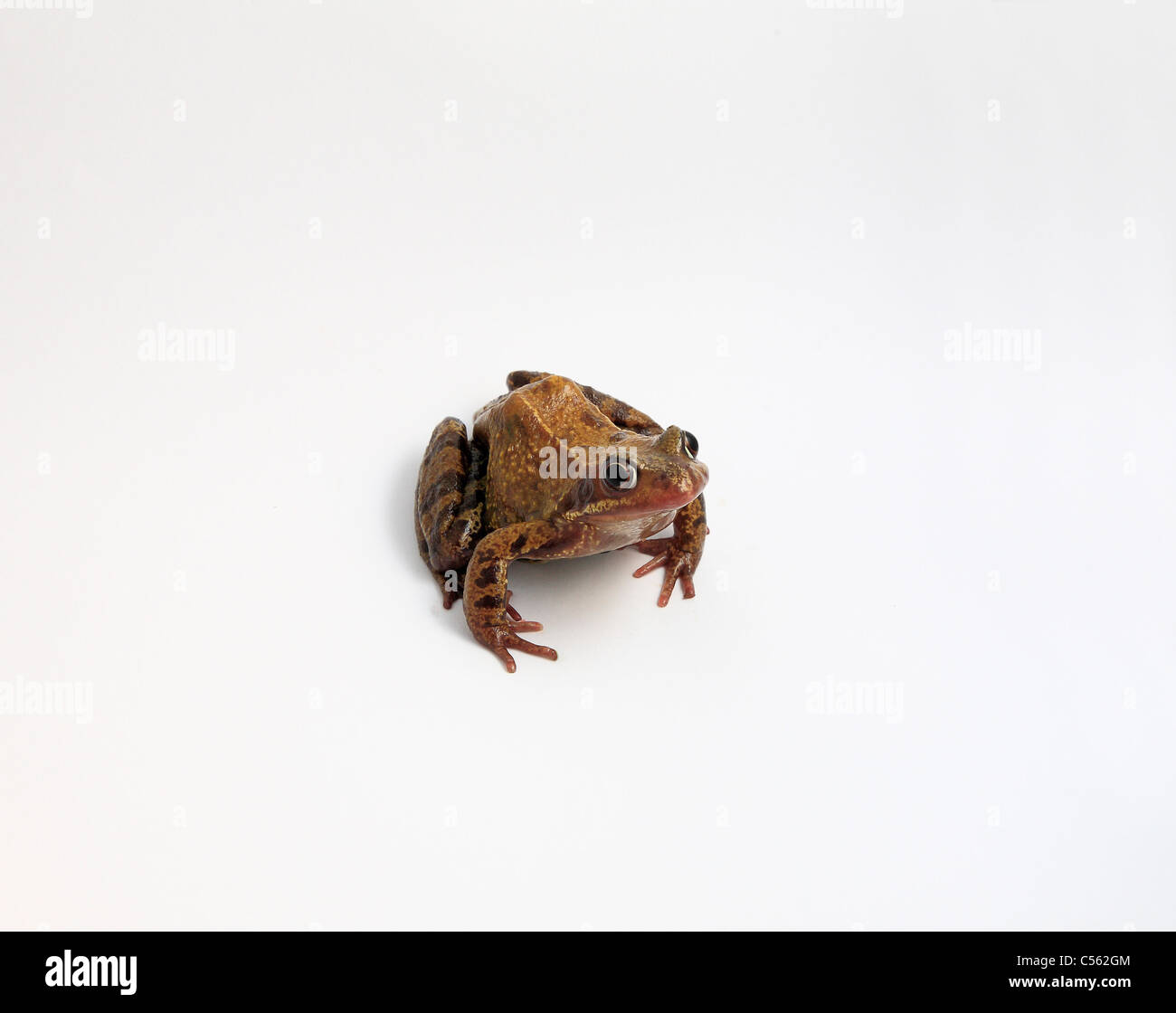 Ausschnitt der Rana Temporia gemeinsame Frosch UK Probe vor einem weißen Hintergrund Stockfoto