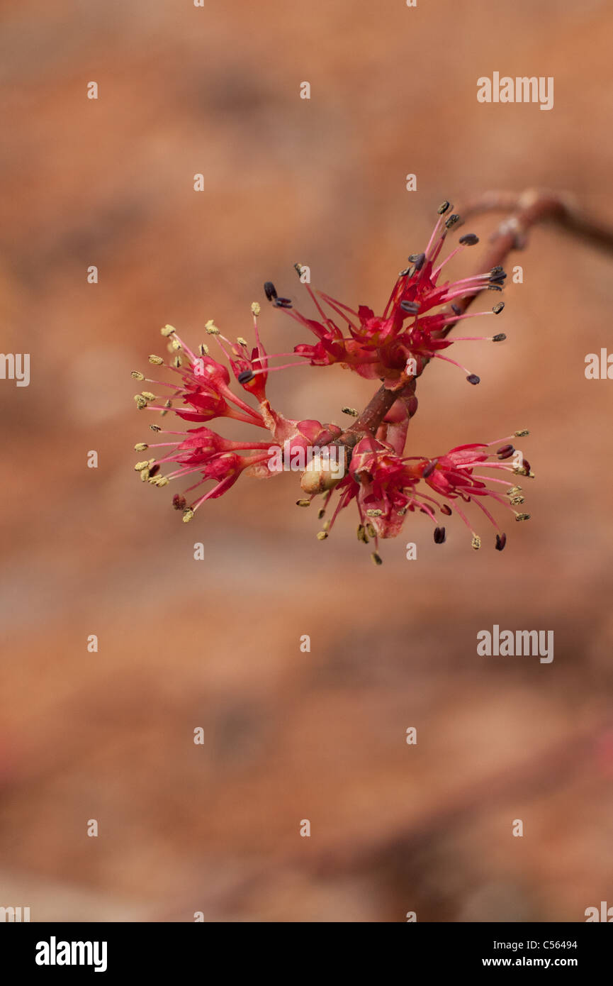 Rot-Ahorn Blüte Stockfoto