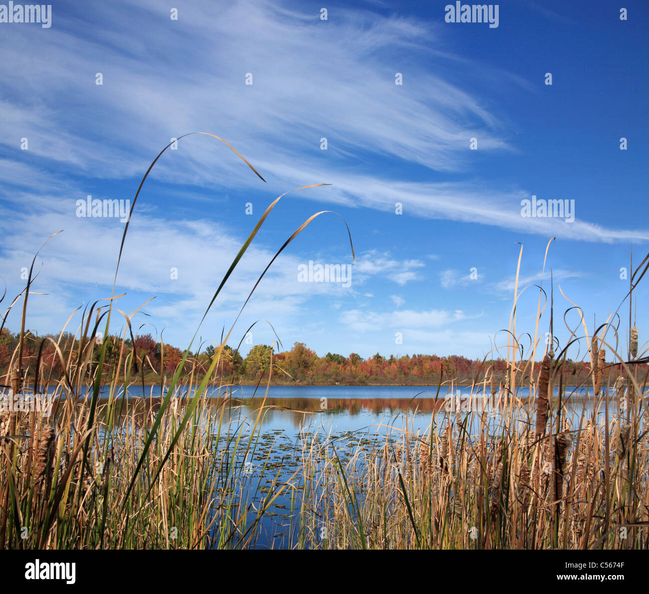 Einem sumpfigen See unter Brush Stroke Wolken, See sechzehn im Herbst, Oakland County Michigan. USA Stockfoto