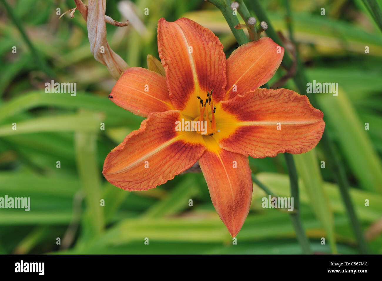 Taglilien - Tawny Taglilien - Graben Feuerlilie - Tiger Taglilie (Hemerocallis Fulva) blühen im Sommer Stockfoto