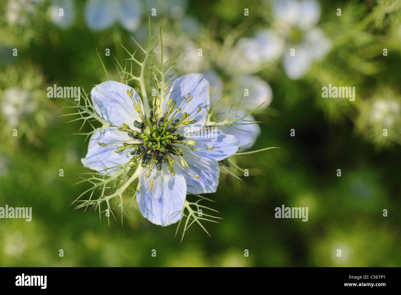 Love-in-a-Mist - Mulberry Rose - Teufel-in-a-Bush (Nigella Damascena) blühen im Sommer Stockfoto