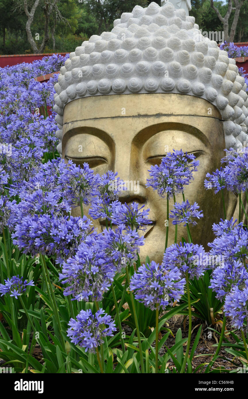 Große Statue eines goldenen Kopf, umgeben von blühenden blauen Agapanthus, Buddha Eden oder Garten des Friedens, Bombarral Portugal. Stockfoto