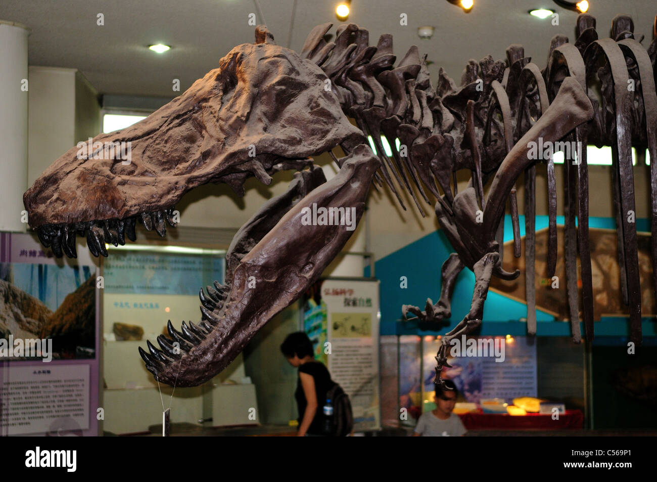 Tyrannosaurus Rex Kopf im Display. Peking, China. Stockfoto