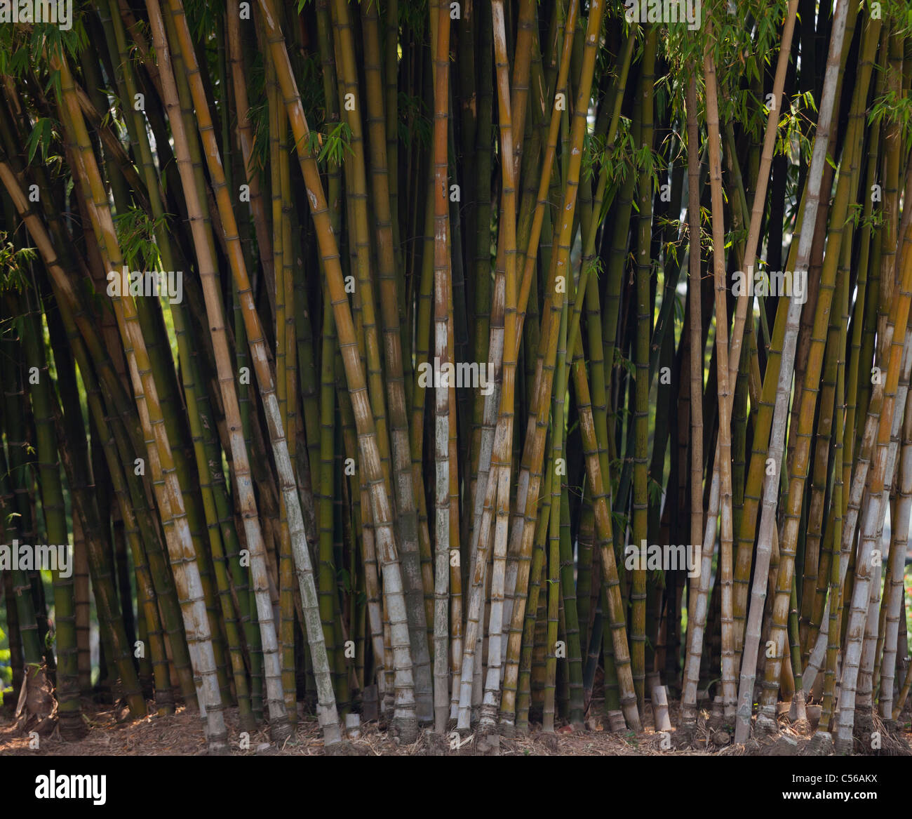 Einem großen Stand der Reife Bambus, Vietnam Stockfoto