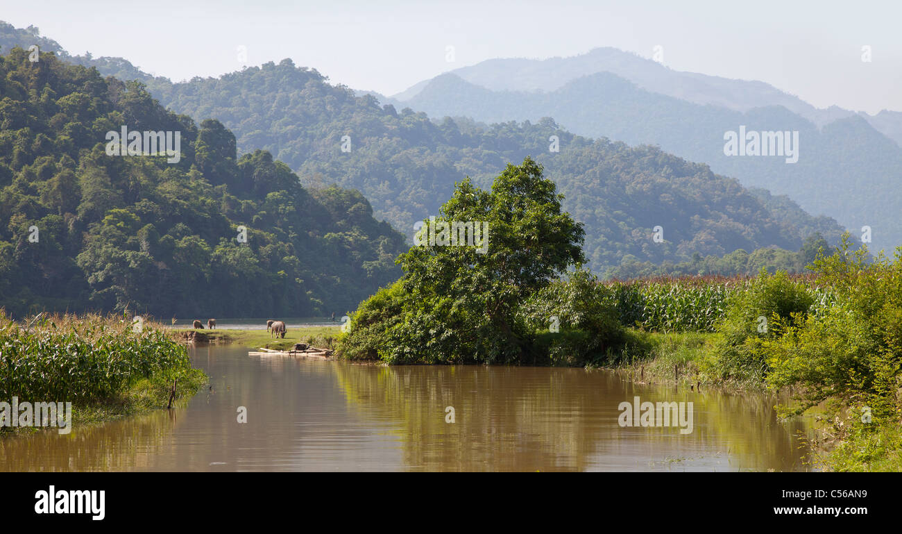 Ruhige Nordvietnam Bauernhof Szene mit Wasserbüffel, Mais Mais wachsen, Vordergrund See Stockfoto