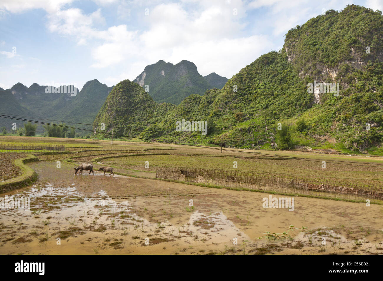 Nordvietnam, überfluteten Reisfeldern in Vorbereitung für die Pflanzung Reis Stockfoto