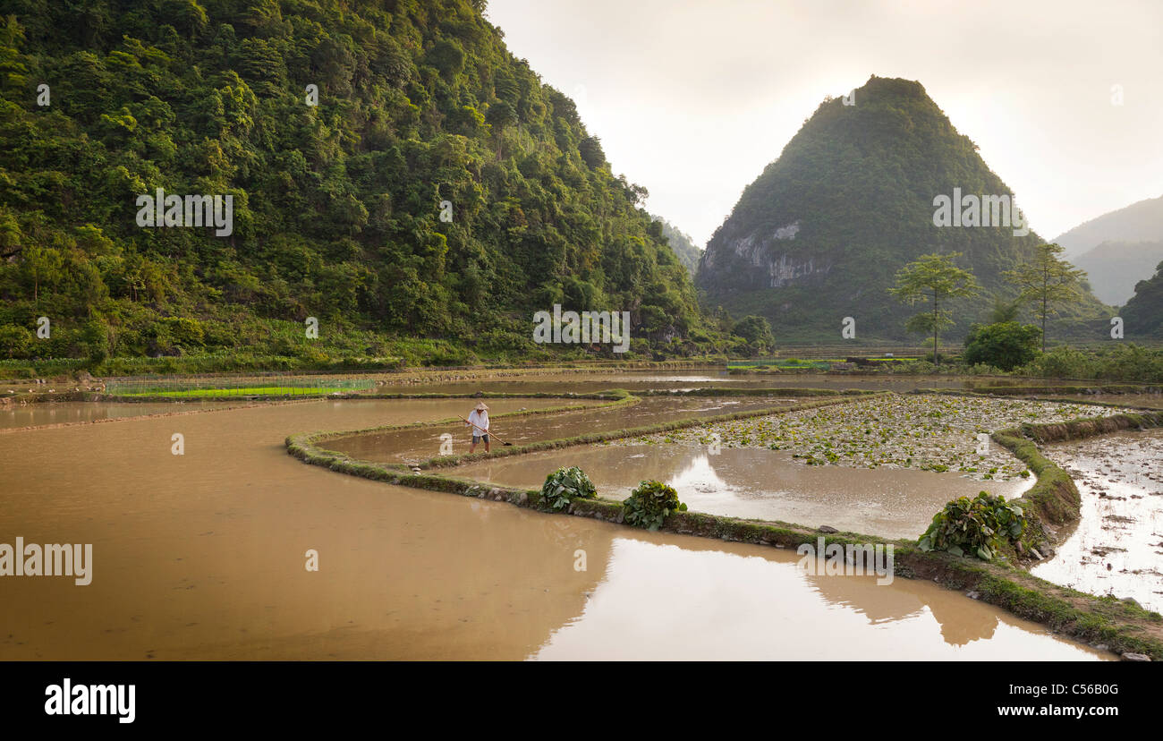 Nordvietnam, überfluteten Reisfeldern in Vorbereitung für die Pflanzung Reis Stockfoto